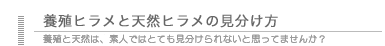 養殖ヒラメと天然ヒラメの見分け方